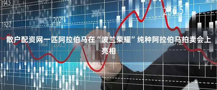 散户配资网一匹阿拉伯马在“波兰荣耀”纯种阿拉伯马拍卖会上亮相